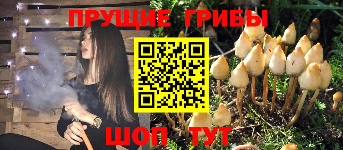 Псилоцибиновые грибы MAGIC MUSHROOMS Карпинск
